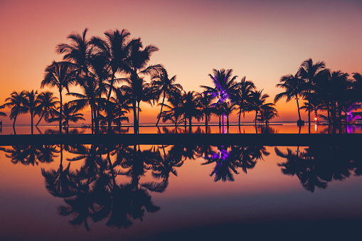 palm tree silhouettes mirroring in the swimmingpool at sunset on mauritius island in africa.