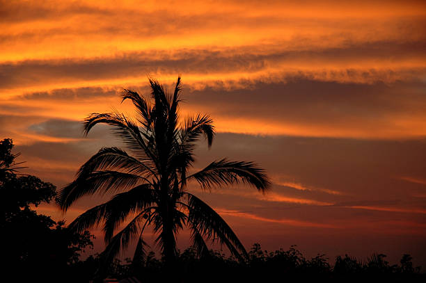 Palm Tree Sunset stock photo