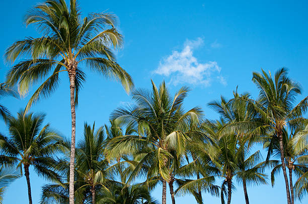 Palm Tree Tops  neicebird stock pictures, royalty-free photos & images