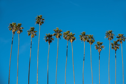 A straight line of palm trees stand in a straight row with only the blue sky as a background
