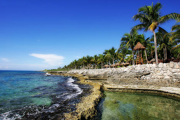 Palm trees and stone wall on the Mayan Riviera in Mexico stock photo