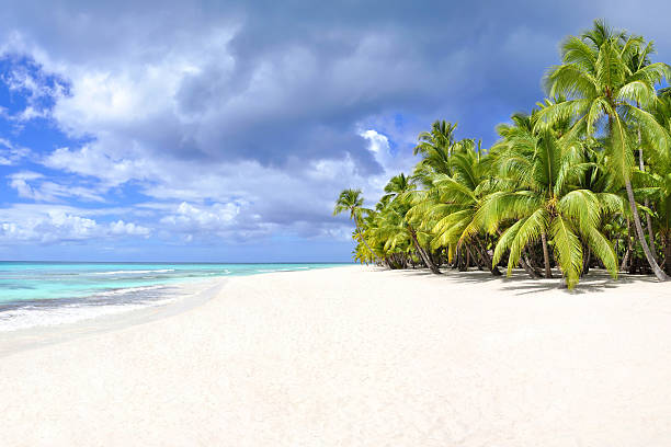 Palm trees and tropical beach Palm trees and tropical beach on a desert island desert island stock pictures, royalty-free photos & images