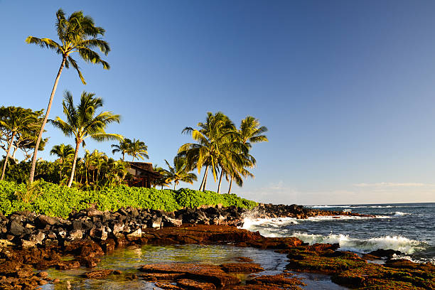 Palm trees at Lawai Beach - Poipu, Kauai, Hawaii, USA stock photo