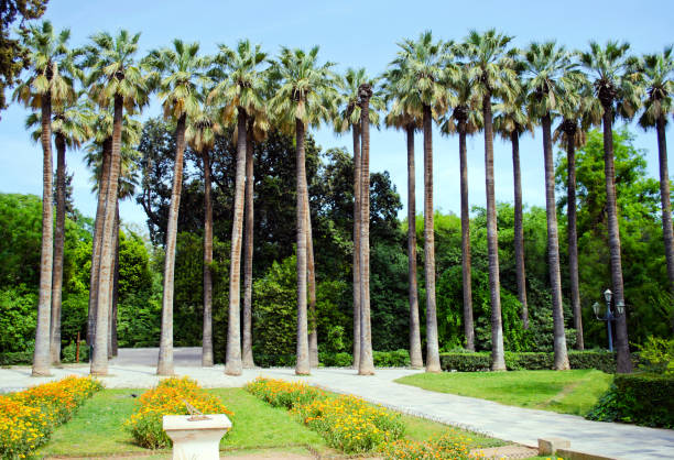 palm trees at the National Garden of Athens Greece stock photo