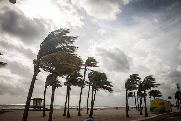 palm trees before a tropical storm or hurricane - gulf coast states stockfoto's en -beelden