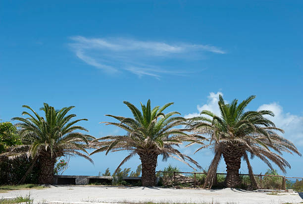 Palm trees in Bermuda stock photo