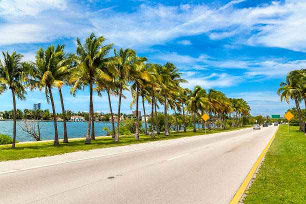 Palm trees in Miami Beach Palm trees and road in Miami Beach, Florida road trip photos stock pictures, royalty-free photos & images