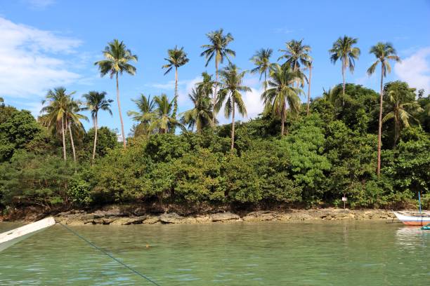巴拉望棕櫚樹 - snake island 個照片及圖片檔