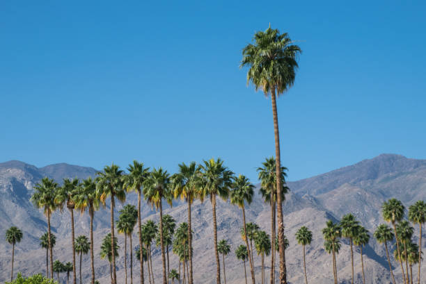 Palm trees in Palm Springs Oasis of palm trees in Palm Springs, California palm springs california stock pictures, royalty-free photos & images