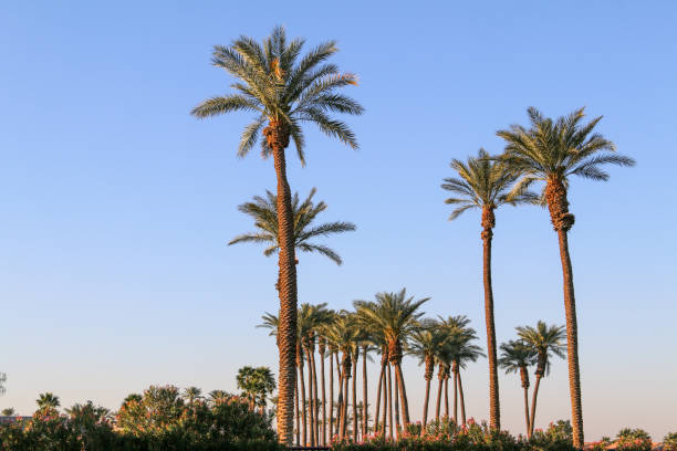 palm trees oasis desert blue sky clear skies tall palms skyline horizontal palm tree landscape stock photo