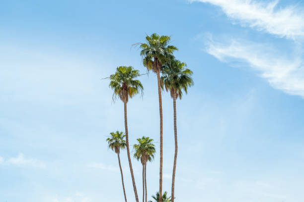 Palm Trees On A Sunny Day A series of palm trees that I captured in Palm Springs palm springs california stock pictures, royalty-free photos & images