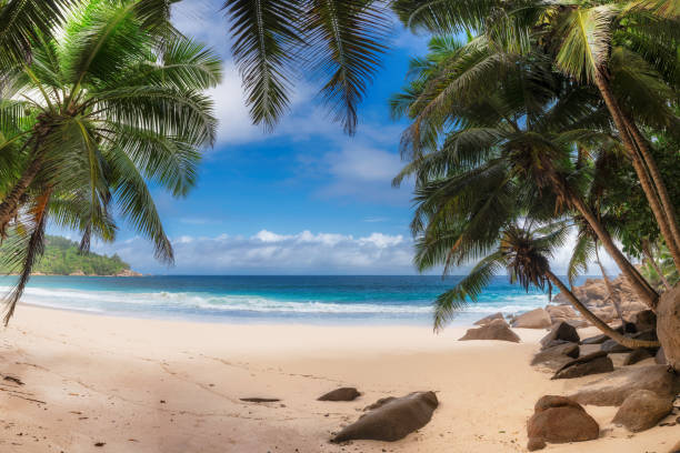 Palm trees on exotic tropical beach Panoramic view of coconut palm trees on exotic tropical beach and blue sea in Seychelles. Summer vacation and tropical beach concept. desert island stock pictures, royalty-free photos & images