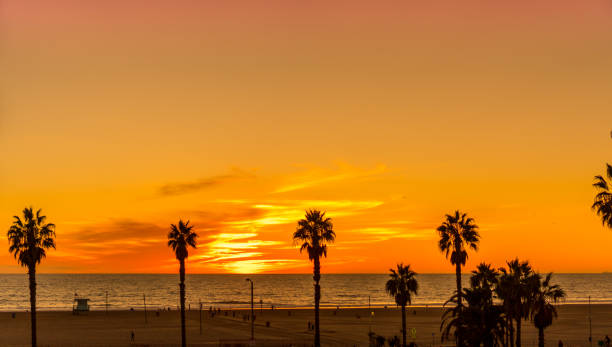 Palm trees on Manhattan Beach at orange sunset in California stock photo