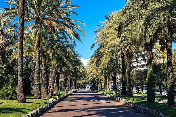 palmy na promenade de la croisette w cannes - cannes zdjęcia i obrazy z banku zdjęć