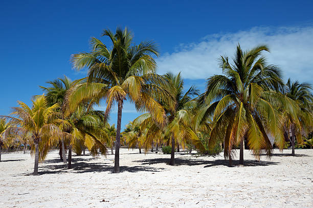 Palm trees on white sand, Cayo Largo del Sur stock photo