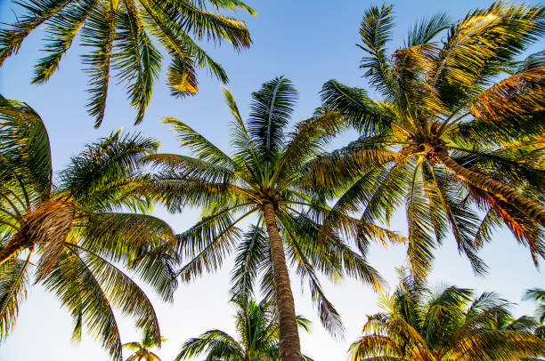Palm trees stock photo