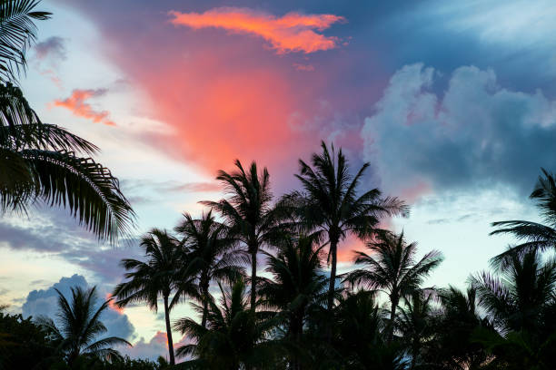 Palm trees silhouettes on tropical beach at vivid sunrise time stock photo