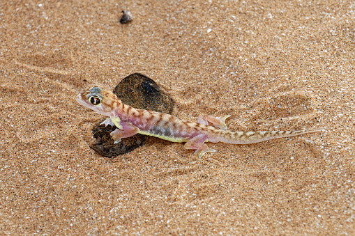 a gecko buries itself in sand in western Namibia