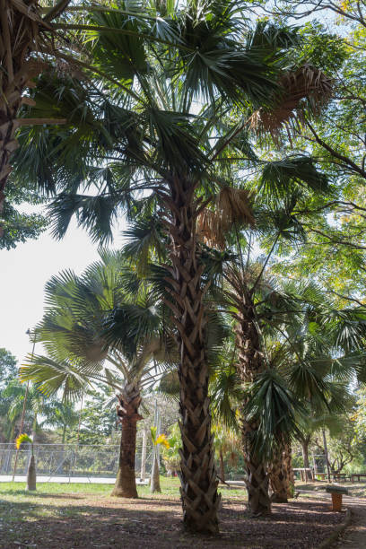 Palmeiras Parque Lions Sao Paulo, SP, Brazil - June 26, 2021: Palm trees in the Tucuruvi Lions Club Park with multi-sports courts in the background. Palmeiras stock pictures, royalty-free photos & images