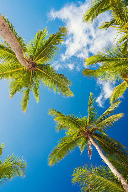 Palms of Dominican Republic stock photo