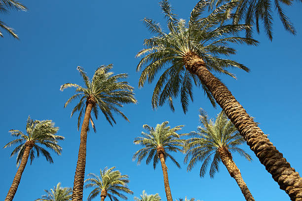 Palms on blue sky stock photo