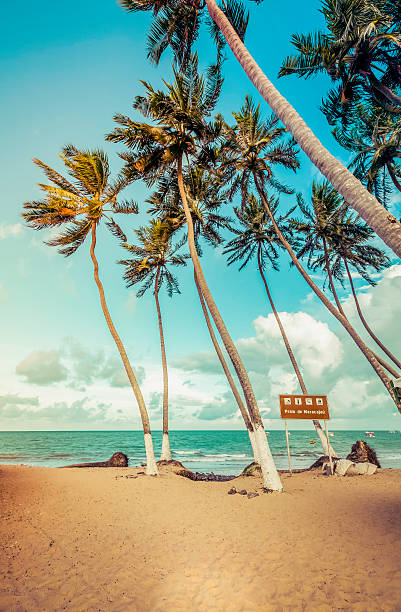 Palms on the Beach of Maracajau, Brazil stock photo