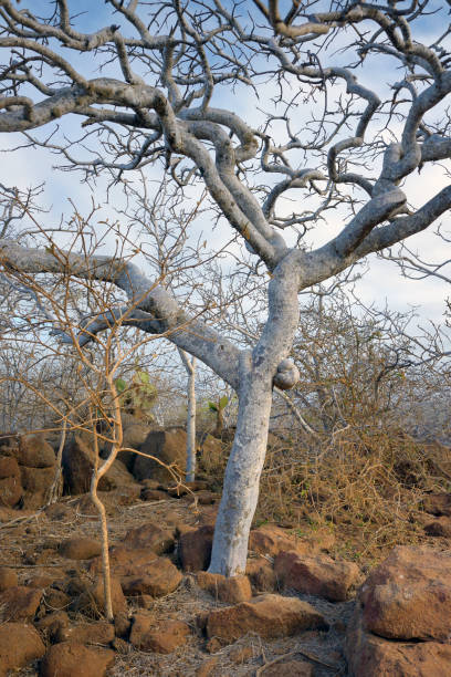 Palo Santo (Bursera graveolens) tree, common name Holy Wood tree. North Seymour Island, Galapagos Islands, Ecuador stock photo