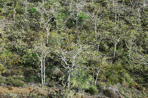 Palo Santo Trees on Isabela Island stock photo