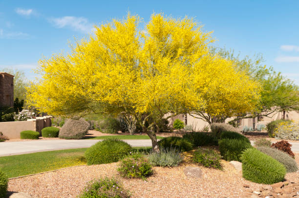 Palo Verde Tree in Bloom stock photo