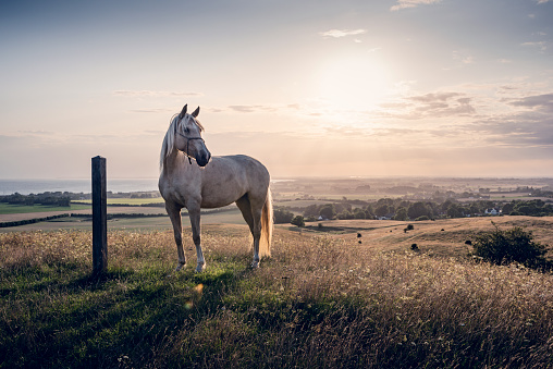 Four year old Palomino horse at sunset. Photographed in the late evening light in the island of Møn in Denmark  as the sun sets behind her. She is standing proudly amongst the grass watching world go by. Colour horizontal with lots of copy space.