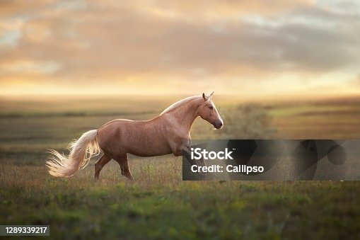 istock Palomino horse at sunset 1289339217