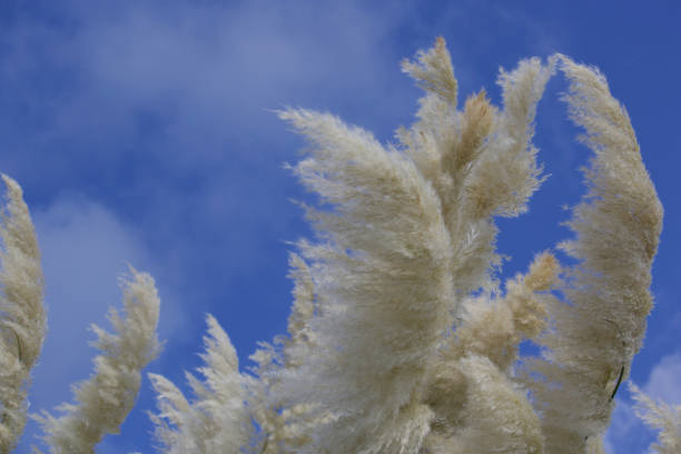 Pampas Grass swaying in the wind. stock photo