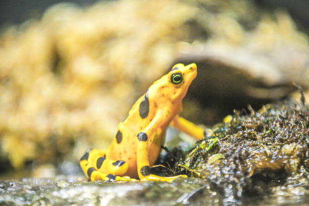Panamanian golden frog stock photo