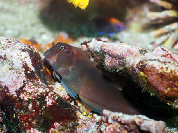 Panamic Fanged Blenny fish lays on sandy bottom stock photo