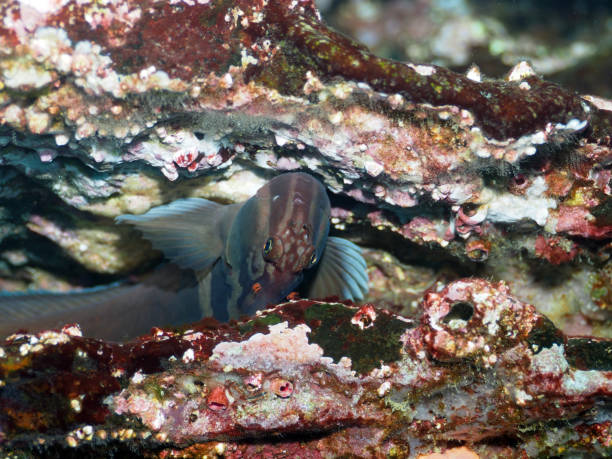 Panamic Fanged Blenny fish lays upside down stock photo