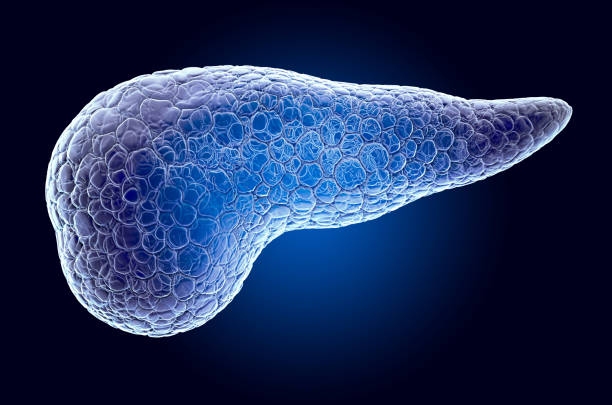 Pancreas, x-ray hologram. 3D rendering on dark blue background stock photo