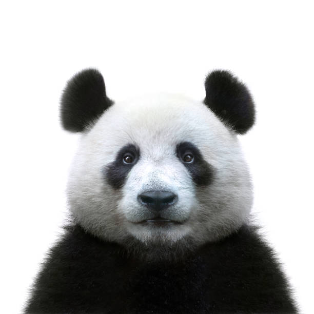 panda bear face geïsoleerd op witte achtergrond - dierenkop stockfoto's en -beelden