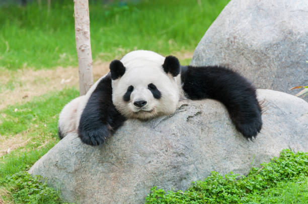 panda ours - panda photos et images de collection
