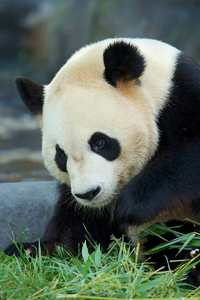 Picture of a Panda Bear seeming to look for something in the grass.