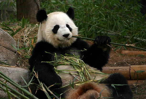 Panda eating stock photo