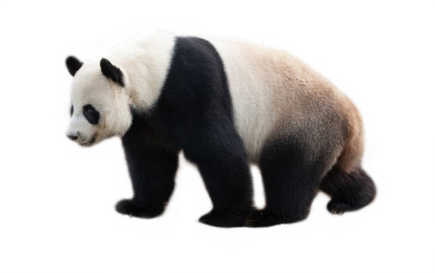 panda sur fond blanc. - panda photos et images de collection