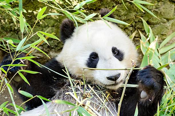 Panda stock photo