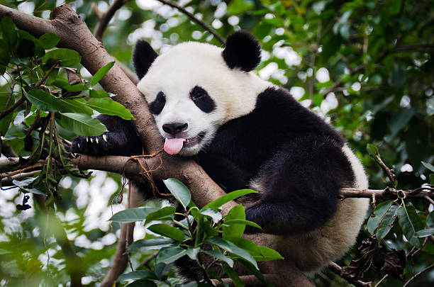 Panda with Tongue Out "A panda in a tree, sticking out its tongue. Picture taken at the Panda Research and Breeding Center in Chengdu, China." animal tongue stock pictures, royalty-free photos & images