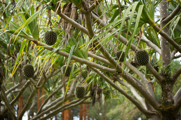 pandanus fruits grow on a tree on the island - pandano stockfoto's en -beelden