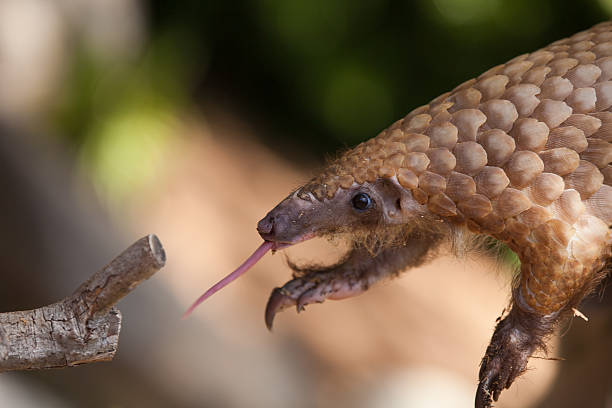 Pangolin attacking a tree twig A rare pangolin reaching for a branch. pangolin stock pictures, royalty-free photos & images