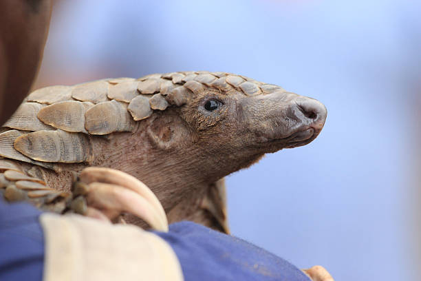 Pangolin & Carer in Zimbabwe Pangolin are considered an endangered species in Zimbabwe, Malawi & South Africa because there is a demand for their meat and scales. The scales are used for traditional medicine or "muti". pangolin stock pictures, royalty-free photos & images
