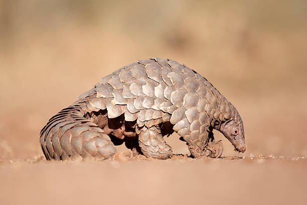 Pangolin hunting for ants. stock photo