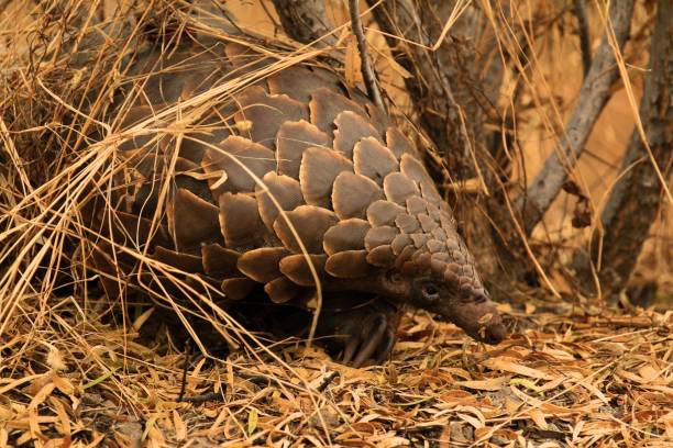 Pangolin in the Grass A ground Pangolin blends in to the dry Kalahari grass in Botswana. pangolin stock pictures, royalty-free photos & images