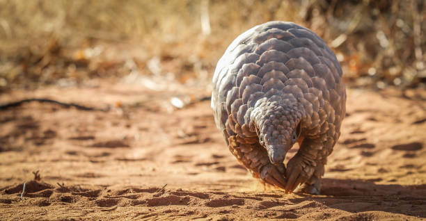 Pangolin Most trafficked animal - The Pangolin pangolin stock pictures, royalty-free photos & images