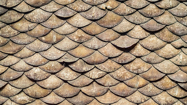 Pangolin scales, Similar to the armadillo, Pangolin scales, Similar to the armadillo, the pangolin is covered with armor too, but instead of plates it has individual scales that cover its back as well as its limbs and head, almost dragon like pangolin stock pictures, royalty-free photos & images